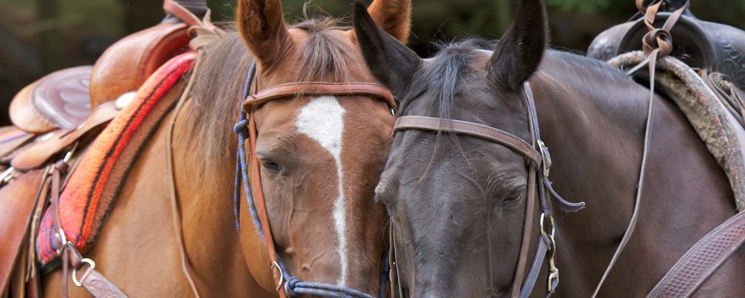 We Know the Best Places for Big Bear Horseback Riding