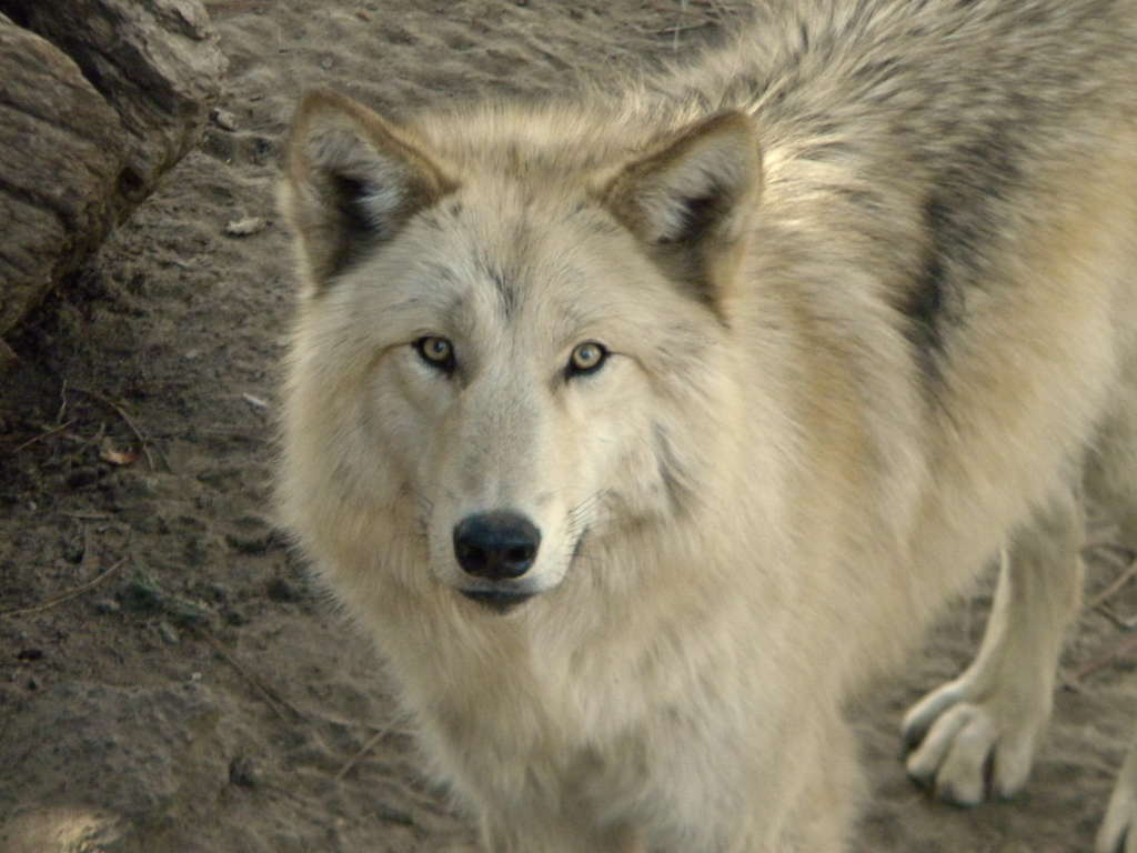 timber wolf