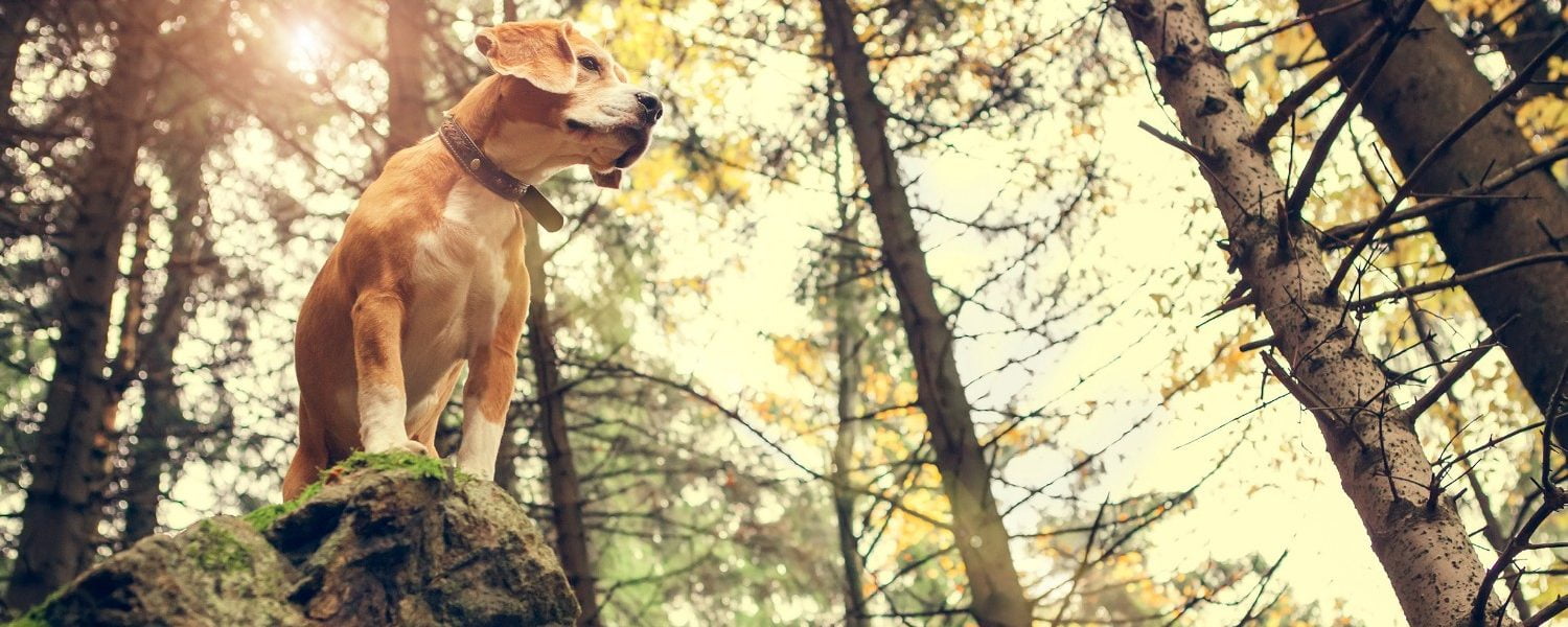 The Cougar Crest Trail is a dog-friendly hike in Big Bear.