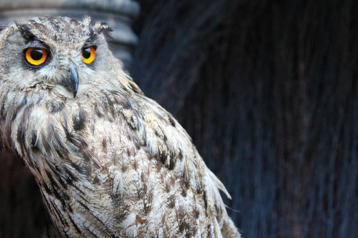 Owls are among the animals you will see at Big Bear Alpine Zoo