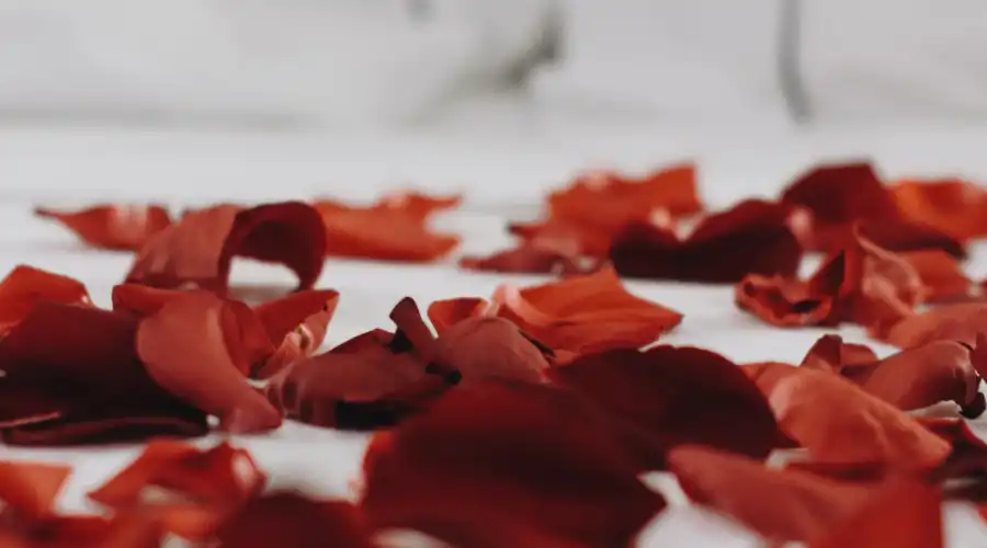 rose petals