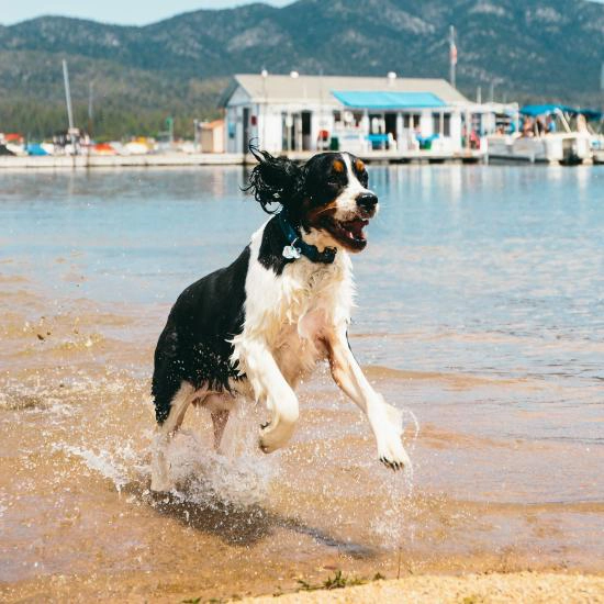 dog leaps from the water playfully